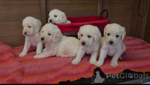 Photo №1. labradoodle - à vendre en ville de Hudiksvall | négocié | Annonce №169701