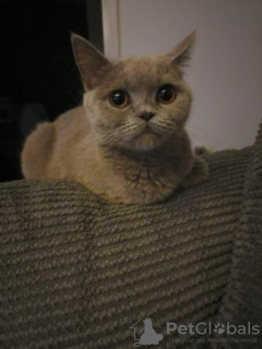 Photo №2 de l'annonce № 96592 de la vente british shorthair - acheter à Suisse annonce privée