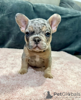Photo №3. Chiots bouledogues français. Belgique