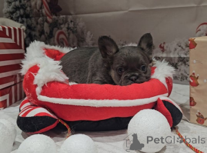 Photo №4. Je vais vendre  en ville de Parc Albert.  - prix - 339€