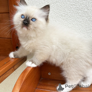 Photo №1. ragdoll - à vendre en ville de Prague | négocié | Annonce № 171357