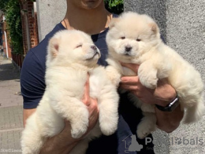 Photo №1. chow-chow - à vendre en ville de Vienna | négocié | Annonce №77598