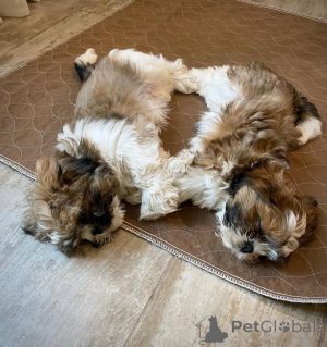 Photo №4. Je vais vendre shih tzu en ville de Helsinki.  - prix - 550€