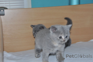 Photo №4. Je vais vendre british shorthair en ville de Affalterbach. annonce privée - prix - 580€