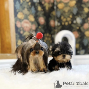 Photo №2 de l'annonce № 158875 de la vente chien bâtard - acheter à USA annonce privée, de la fourrière