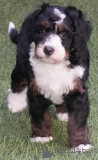 Photo №1. chien bâtard - à vendre en ville de Bogumin | négocié | Annonce №169264