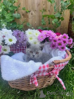 Photo №2 de l'annonce № 108598 de la vente british shorthair - acheter à Allemagne annonce privée, de la fourrière, de l'abri, éleveur