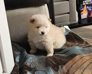 Photo №1. spitz nain - à vendre en ville de Anvers | 250€ | Annonce №161432