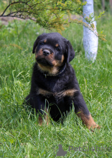 Photo №4. Je vais vendre rottweiler en ville de Bobruisk. de la fourrière - prix - 1000€