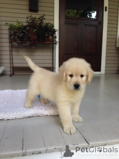 Photo №2 de l'annonce № 168392 de la vente golden retriever - acheter à Allemagne éleveur