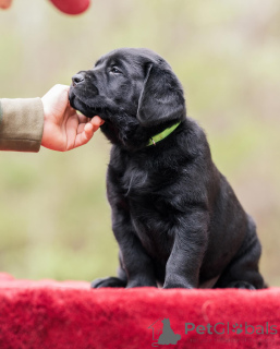 Photo №2 de l'annonce № 160259 de la vente labrador retriever - acheter à La Grande-Bretagne annonce privée