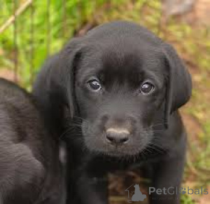 Photo №4. Je vais vendre labrador retriever en ville de Schaffhausen.  - prix - négocié