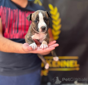 Photo №1. american staffordshire terrier - à vendre en ville de Obrénovac | négocié | Annonce №177661