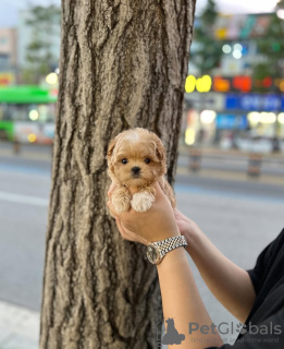Photo №3. Puppies maltipoo masculins et féminins incroyables. USA
