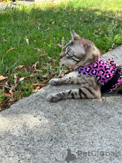 Photo №1. bengal - à vendre en ville de Basel | 750€ | Annonce № 152642