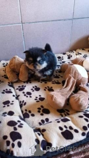 Photo №1. chihuahua - à vendre en ville de Dresde | négocié | Annonce №164307