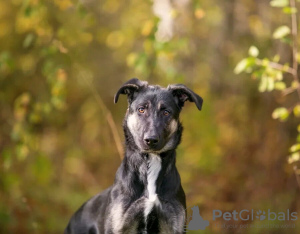 Photo №1. chien bâtard - à vendre en ville de Москва | Gratuit | Annonce №121190