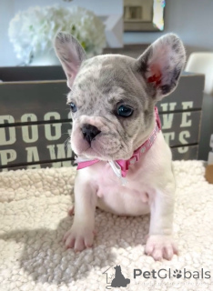 Photo №4. Je vais vendre bouledogue en ville de Los Angeles. annonce privée, éleveur - prix - 903€