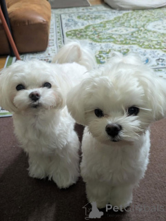 Photo №3. Bezaubernde Malteserwelpen suchen ein liebevolles Zuhause. L'Autriche