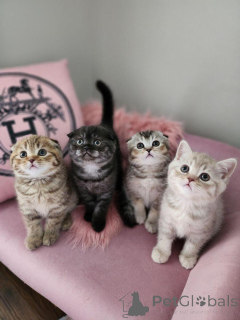 Photo №2 de l'annonce № 156682 de la vente scottish fold - acheter à Belgique 