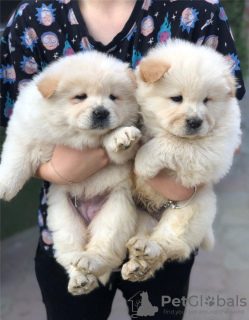 Photo №2 de l'annonce № 80276 de la vente chow-chow - acheter à Portugal annonce privée