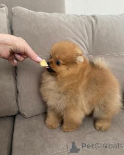 Photo №3. Chiots de Poméranie de race pure avec des personnalités ludiques !. Allemagne