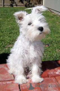 Photo №4. Je vais vendre schnauzer moyen en ville de Rotterdam. annonce privée, éleveur - prix - 700€