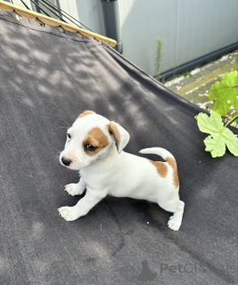 Photo №2 de l'annonce № 157578 de la vente jack russell terrier - acheter à Danemark annonce privée
