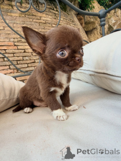 Photo №4. Je vais vendre chihuahua en ville de Lyon. éleveur - prix - négocié