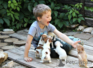 Photo №1. chihuahua - à vendre en ville de Montréal | négocié | Annonce №151672