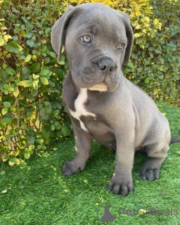Photo №2 de l'annonce № 157804 de la vente cane corso - acheter à Allemagne éleveur