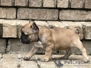 Photo №1. bouledogue - à vendre en ville de Uzwil | Gratuit | Annonce №129261