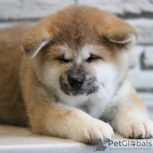 Photo №1. akita (chien) - à vendre en ville de Братислава | 350€ | Annonce №111325