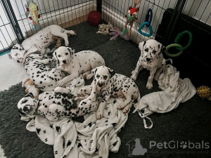 Photo №1. dalmatien - à vendre en ville de Флорида Сити | 1063€ | Annonce №138954