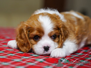 Photos supplémentaires: Douce fille Amanda Cavalier King Charles Spaniel