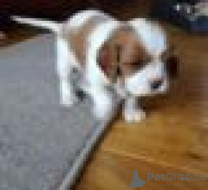 Photo №3. Adorables chiots Cavalier King Charles en adoption gratuite. Allemagne