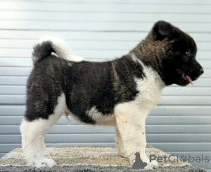 Photo №3. Akita américain, TOP chiots. Serbie