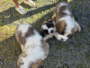 Photo №1. saint-bernard - à vendre en ville de Shvekhat | 860€ | Annonce №172431
