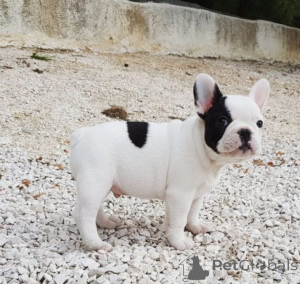 Photo №1. bouledogue - à vendre en ville de Malaga | négocié | Annonce №169909