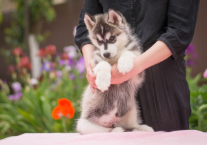 Photo №1. husky de sibérie - à vendre en ville de Bryansk | négocié | Annonce №7023