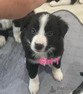 Photo №2 de l'annonce № 158820 de la vente border collie - acheter à Belgique annonce privée