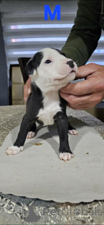 Photo №2 de l'annonce № 138758 de la vente american pit bull terrier - acheter à Serbie 