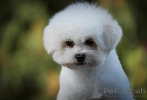 Photo №4. Je vais vendre bichon à poil frisé en ville de Belgrade. éleveur - prix - négocié