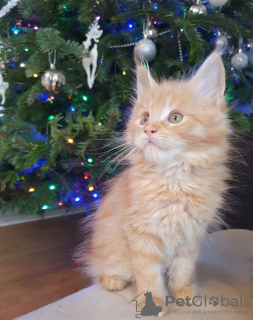 Photos supplémentaires: Chatons Maine Coon de race pure disponibles à l'adoption