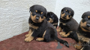 Photo №1. rottweiler - à vendre en ville de Esslingen Am Neckar | 450€ | Annonce №171453