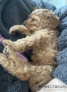 Photo №3. Chiots F1B Cavapoo. Australie