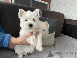 Photo №3. Mener à. La Lettonie