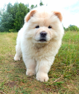 Photos supplémentaires: Chiots Chow Chow