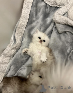 Photo №1. persan - à vendre en ville de Augsbourg | 350€ | Annonce № 153076