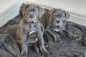 Photo №1. cane corso - à vendre en ville de Amsterdam | 1000€ | Annonce №160786